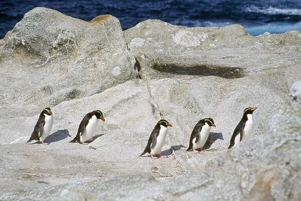 Snares Crested Penguin - marching inland to moult Snares Island, New Zealand