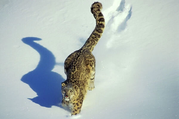 Snow Leopard - Endangered Species, walking through the snow, tail up, with shadow