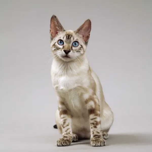 Snow Marbled Bengal Cat