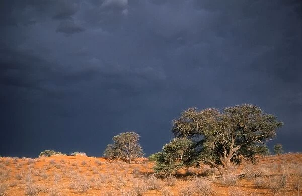 South Africa - thunderstorm. Red dunes & Camelthorn (Acacia erioloba) Kgalagadi Transfrontier Park, South Africa