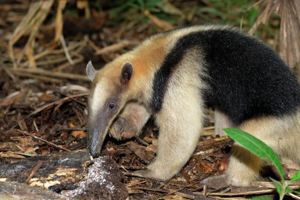 Southern Tamandua or Lesser Anteater - with termite nest Belize