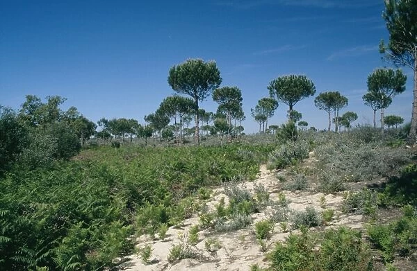 Spain - Stone  /  Umbrella Pine in habitat - Coto Donana National Park