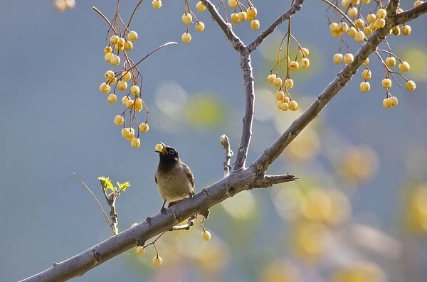 Spectacled Bulbul - eating berries - Turkey Spring