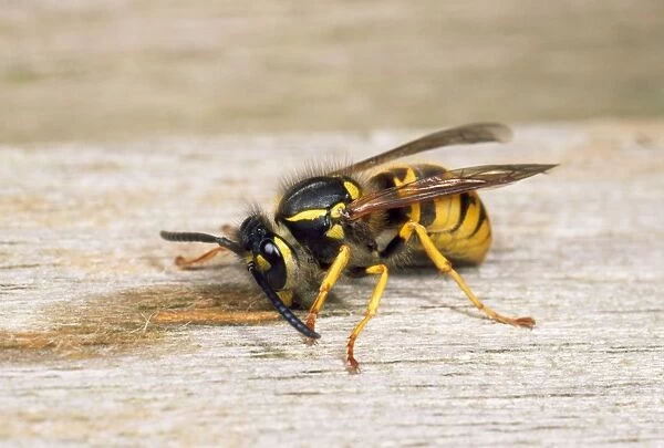 SPH-563. Common Wasp - gathering wood for nest - UK