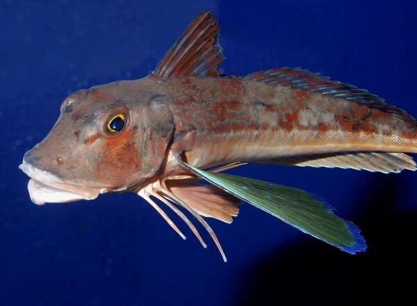 Spiny Red Gurnard, north west Pacific