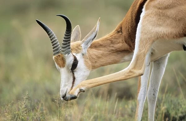 Springbok - grooming South Africa