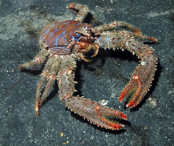 Squat Lobster- UK rocky coasts, N Atlantic and Mediterranean down to 35m