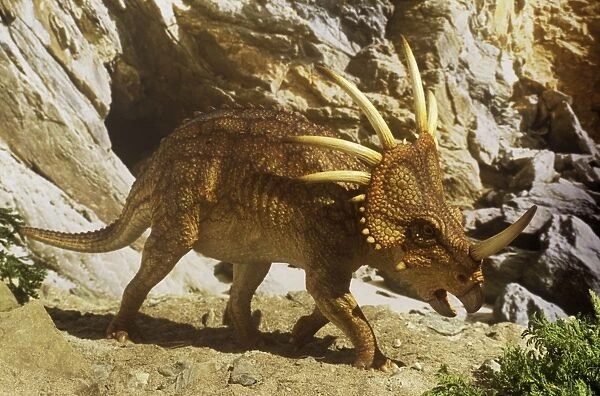Styracosaurus near cave. Late Cretaceous