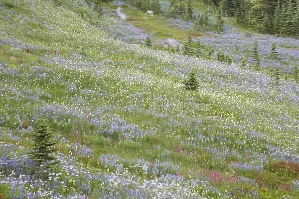 Subalpine Meadows in bloom Paradise Mount Rainier NP, Washington State, USA PL000569