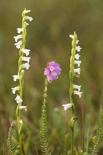 Summer Ladies Tresses (Spiranthes aestivalis); Cherbourg Peninsula, N. France. Recently extinct in UK. With Cross-leaved Heath (Erica tetralix)