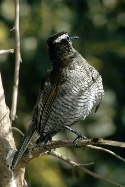 Superb Bird of Paradise - female sunbathing