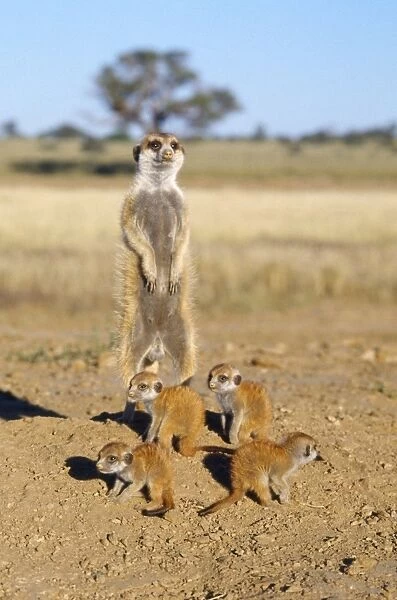 Suricate  /  Meerkat - babysitter and young - Kalahari