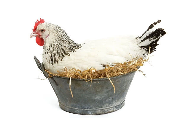 Sussex Chicken - sitting on next in tin bucket