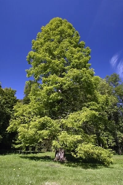 Swanp Cypress Tree - standing in park, Hessen, Germany