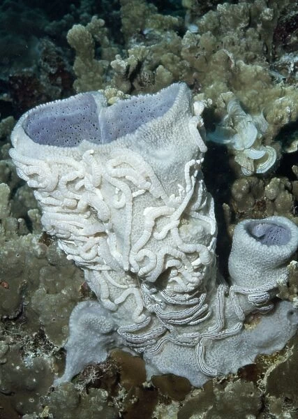 Synaptula on Vase Sponge Palau Island