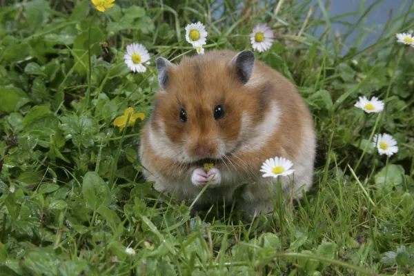 Syrian hamsters for sale near me discount