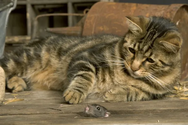 Tabby Cat - watches mouse