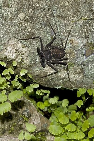 Tail-less whip scorpion - Amblypygid - tropical dry forest - Santa Rosa national park - Costa Rica