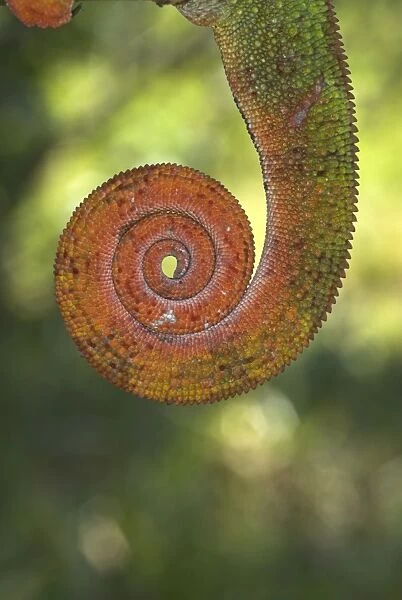 Tail of Panther Chameleon, North west Madagascar