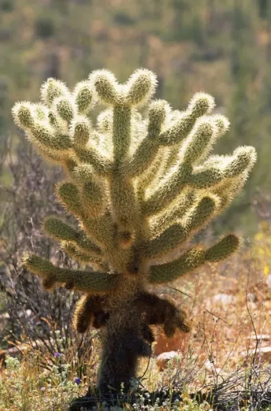 Framed Print of Teddy Bear Cholla Cactus Print, Arizona, USA. Framed Print  from Ardea