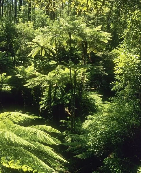 Temperate Rainforest with Rough Tree Ferns - Tarra-Bulga National Park, East Gippsland, Victoria, Australia JPF03298