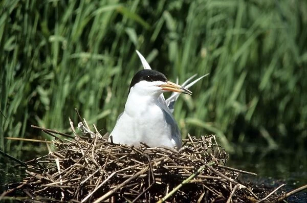 Tern Forster's - female on nest
