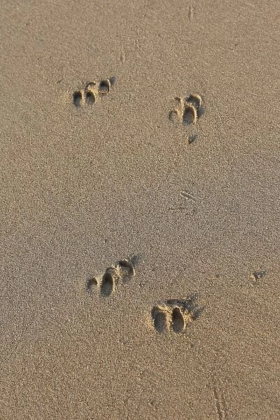 Timor Deer / Rusa Deer / Sunda sambar tracks on sand #10491663