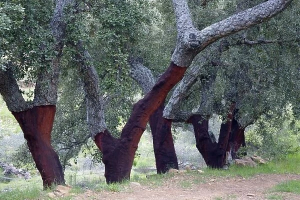 USH-2835. Cork Oak - trees with stripped stems, Extremadura, Spain