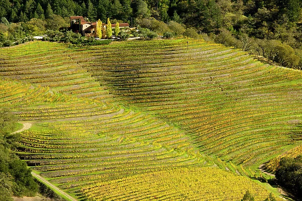 Vineyard - in Autumn colour - Napa Valley vineyards