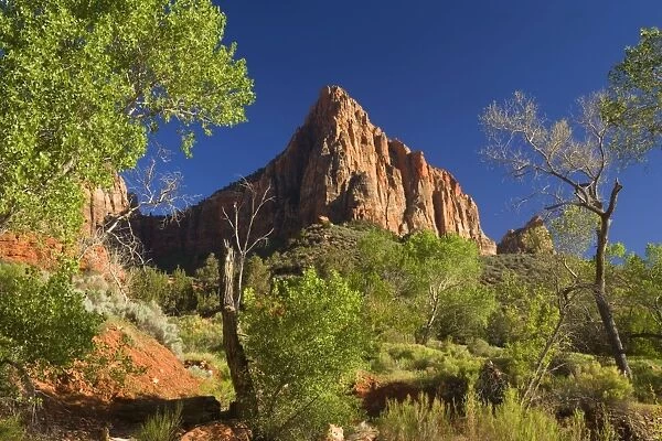 The Watchman - this mountain is a famous landmark along the Virgin River in Zion Canyon - with Cottonwood trees - Zion National Park, Utah, USA