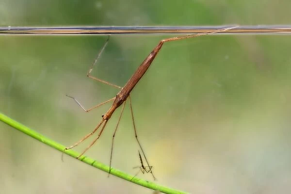 Water Stick Insect - UK