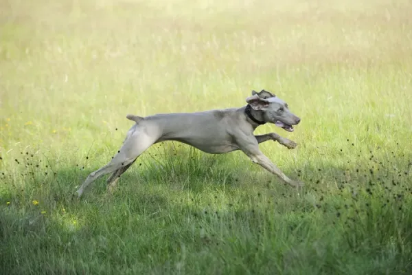 Weimaraner Dog Running Field Print Art Prints, Posters