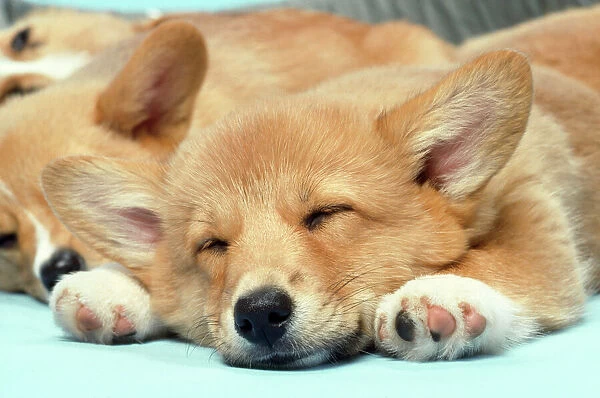 Welsh Corgi Dog - (Pembroke). close-up asleep