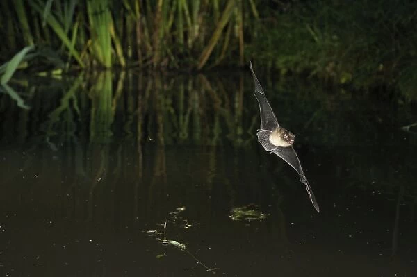 Whiskered Bat - in flight above a forest pond - Jura Mountain - Switzerland(impossible to know which whiskered bat it is without a hand determination)