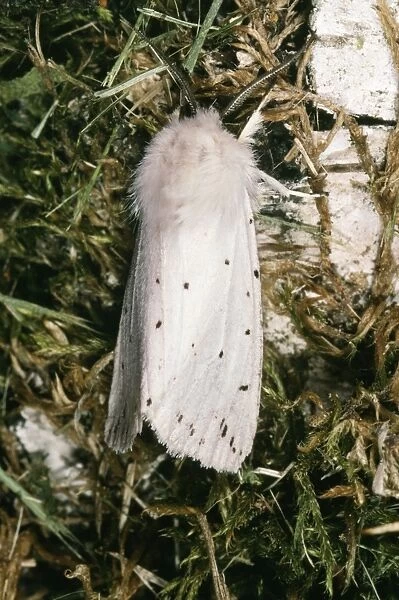 White Ermine Moth ROG 9564 Spilosoma lubricipeda © Bob Gibbons  /  ARDEA LONDON