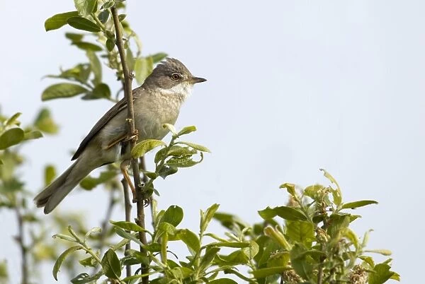 Whitethroat - male perched high up in a bush and looking for a female - May - Shell Island, North Wales, UK