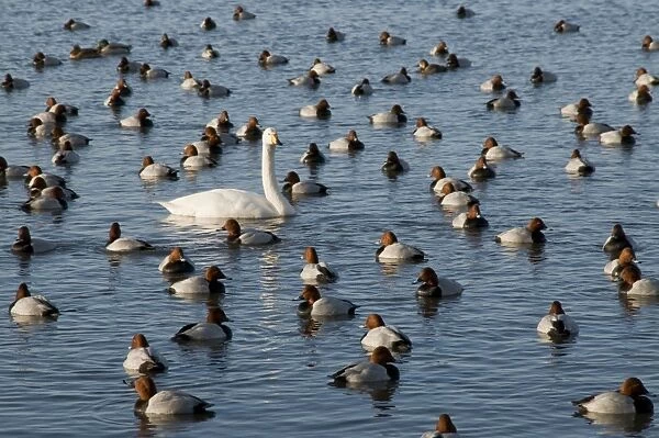Whooper Swan - on water among pochard - Ouse Washes - Cambridgeshire - UK