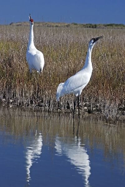 Whooping Cranes - Calling to each other reinforcing pair bond - On wintering grounds at Aransas National Wildlife Refuge - Texas coast - USA