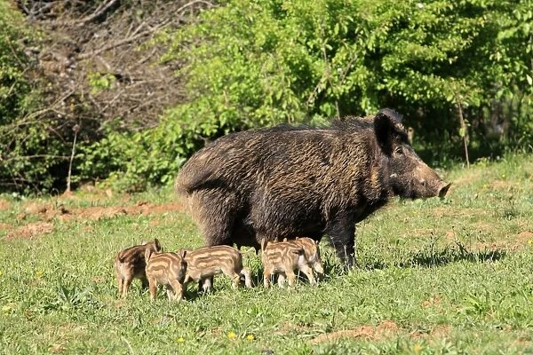 Wild Boar - female with young. Haute Saone - France
