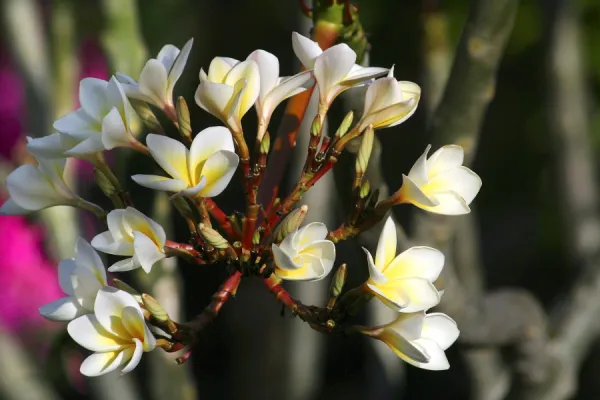Wild Frangipani  /  Pigeon-wood  /  Caterpillar Tree family : Apocynaceae