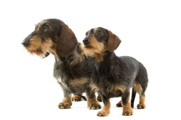 Wire-haired Dachshund