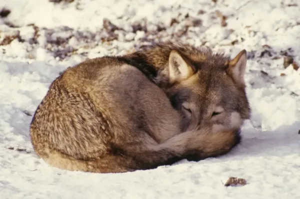 wolf-curled-snow-1300201.jpg.webp