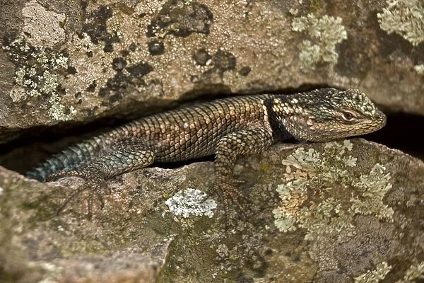 Yarrow's Spiny Lizard - in crevice - Arizona - USA