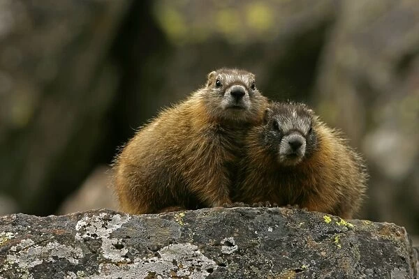 Yellow-bellied Marmots - Young - Found in central to northwestern United States - Lives on rocky slopes or outcrops-on sides of mountain and meadows in nest sites among piles of boulders - Lives in groups or 'harems' defended by a dominate