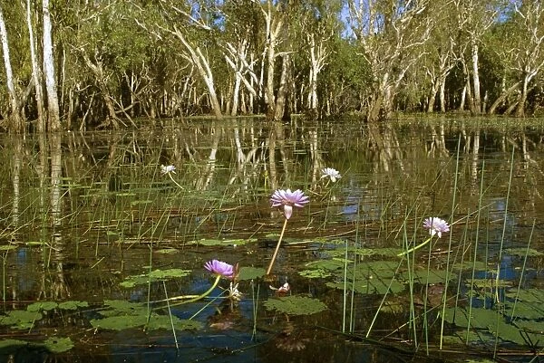 Yellow Water billabong with waterlilies & Paperbarks (Melaleuca sp. ) Kakadu National Park (World Heritage Area), Northern Territory, Australia JPF51780