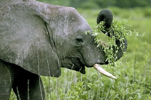 Young Elephant - Playing with food - Ruaha National Park - Tanzania - Africa