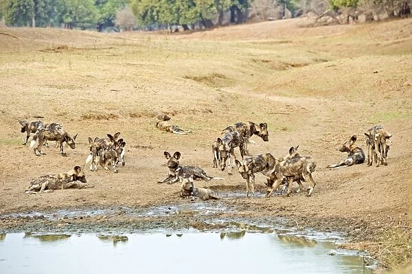 African wild dogs C015  /  6462