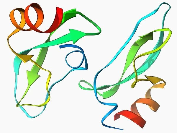Amyloid precursor protein molecule F006  /  9224