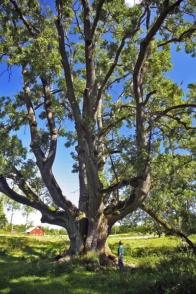 Ancient ash tree (Fraxinus excelsior)