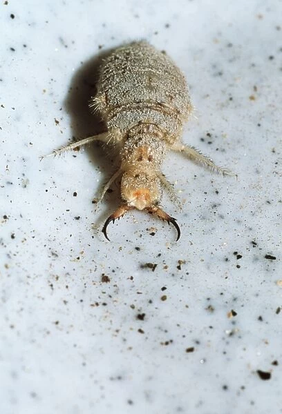 Ant-lion larva